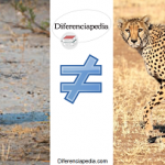 Diferencias físicas entre guepardo y leopardo