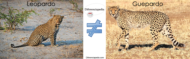 Diferencia entre guepardo y leopardo