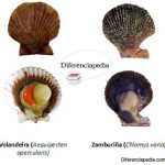 Diferencia entre zamburiña y volandeira Diferencia entre zamburiña y volandeira