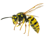 Diferencia entre avispa y abeja