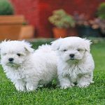 Diferencia entre bichón maltés y bichón frisé