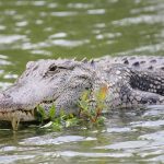 Diferencia entre caimán y cocodrilo