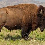 Diferencia entre bisonte y búfalo
