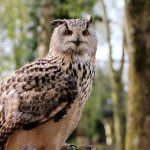 Diferencia entre búho y lechuza