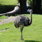 Diferencia entre emú y avestruz