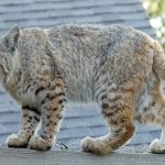 Diferencia entre gato montés y lince