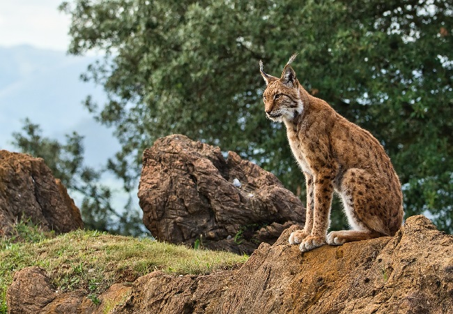 Diferencias entre gato montés y lince