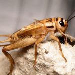 Diferencia entre grillo y saltamonte Diferencia entre grillo y saltamonte