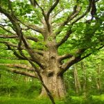 Diferencia entre roble blanco y roble rojo Diferencia entre roble blanco y roble rojo
