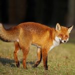 diferencias entre zorro y coyote