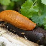 Diferencias entre babosa y caracol