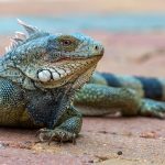 Diferencia entre iguana y camaleón diferencias entre iguana y camaleón
