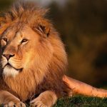 Diferencia entre león y tigre