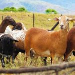 Diferencias entre pelibuey y cabra