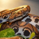 Diferencia entre boa y pitón