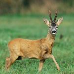 Diferencia entre corzo y ciervo