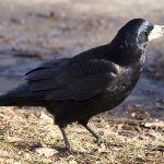 Diferencias entre grajo y cuervo