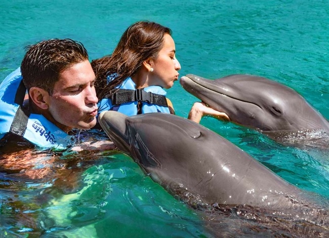Dolphin Royal Swim
